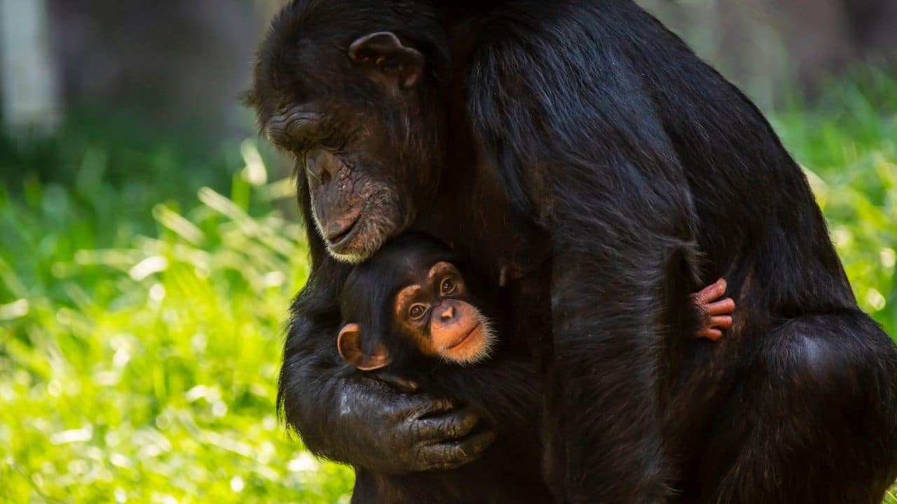 A chimpanzee mother holds her cuddly baby close in a universal gesture of love. The baby’s trusting gaze and the mother’s protective embrace highlight their strong, heart-warming primate connection and familial bond. (Image: Canva) A chimpanzee mother holds her cuddly baby close in a universal gesture of love. The baby’s trusting gaze and the mother’s protective embrace highlight their strong, heart-warming primate connection and familial bond. (Image: Canva)
