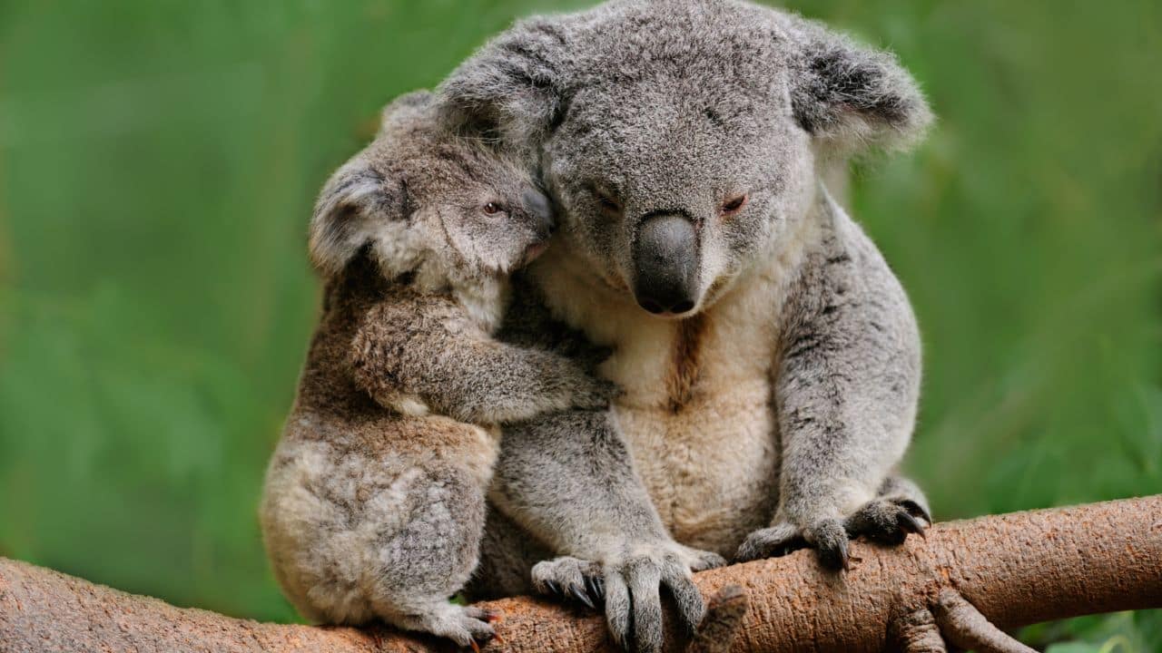 A fuzzy koala joey embraces its mother in a tight, comforting hug while perched on a branch. This irresistibly sweet and snuggly moment of marsupial affection captures a truly heart-warming bond. (Image: Canva) A fuzzy koala joey embraces its mother in a tight, comforting hug while perched on a branch. This irresistibly sweet and snuggly moment of marsupial affection captures a truly heart-warming bond. (Image: Canva)
