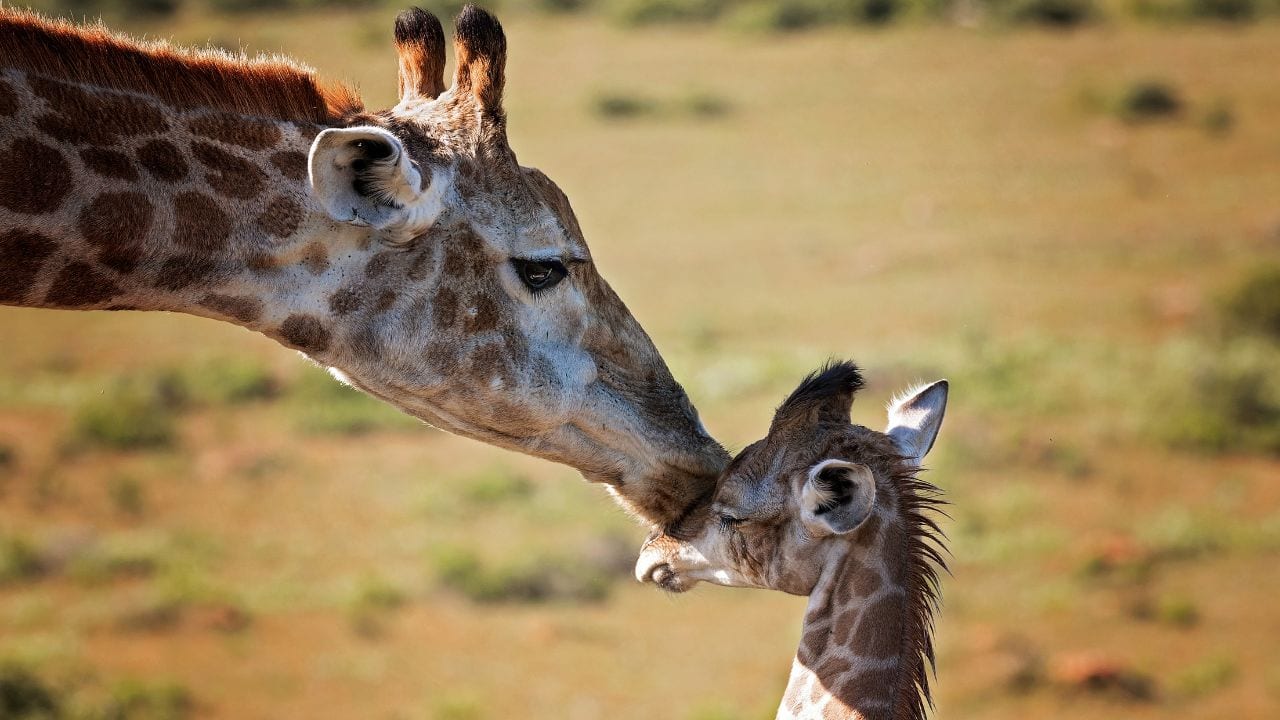 A gentle giraffe mother shares a sweet, nose-to-nose rub with her young calf in the sunny savanna. This tender moment of maternal affection between tall beauties is beautifully heart-warming. (Image: Canva) A gentle giraffe mother shares a sweet, nose-to-nose rub with her young calf in the sunny savanna. This tender moment of maternal affection between tall beauties is beautifully heart-warming. (Image: Canva)