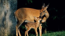 11 cute photos of wildlife moms and babies that will warm your heart