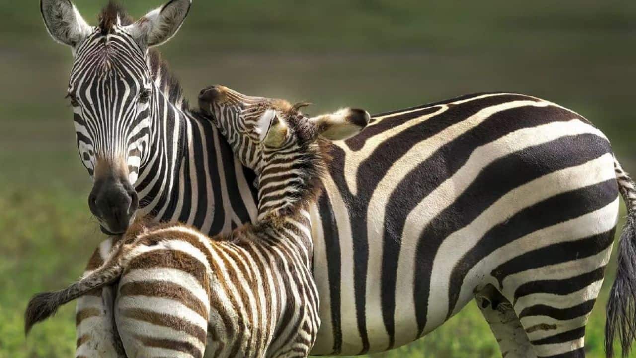 A zebra foal affectionately leans its head against its mother's neck in a loving embrace on the savanna. The contrasting stripes highlight this sweet, tender moment of maternal bonding that is truly heart-warming. (Image: Canva) A zebra foal affectionately leans its head against its mother's neck in a loving embrace on the savanna. The contrasting stripes highlight this sweet, tender moment of maternal bonding that is truly heart-warming. (Image: Canva)