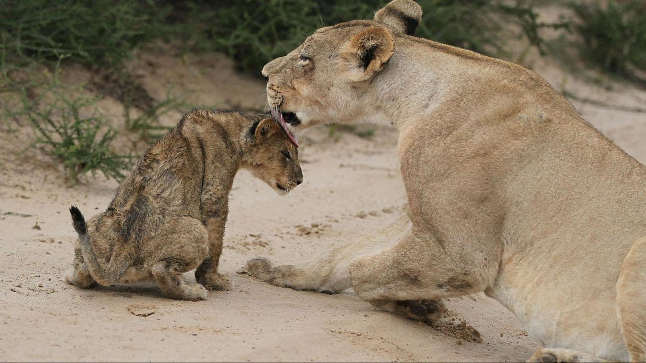 A lioness gently grooms her small cub with her tongue, showing a moment of meticulous care and affection. This beautiful snapshot of a mother’s nurturing instinct on the sandy ground is heart-warmingly sweet. (Image: Canva) A lioness gently grooms her small cub with her tongue, showing a moment of meticulous care and affection. This beautiful snapshot of a mother’s nurturing instinct on the sandy ground is heart-warmingly sweet. (Image: Canva)