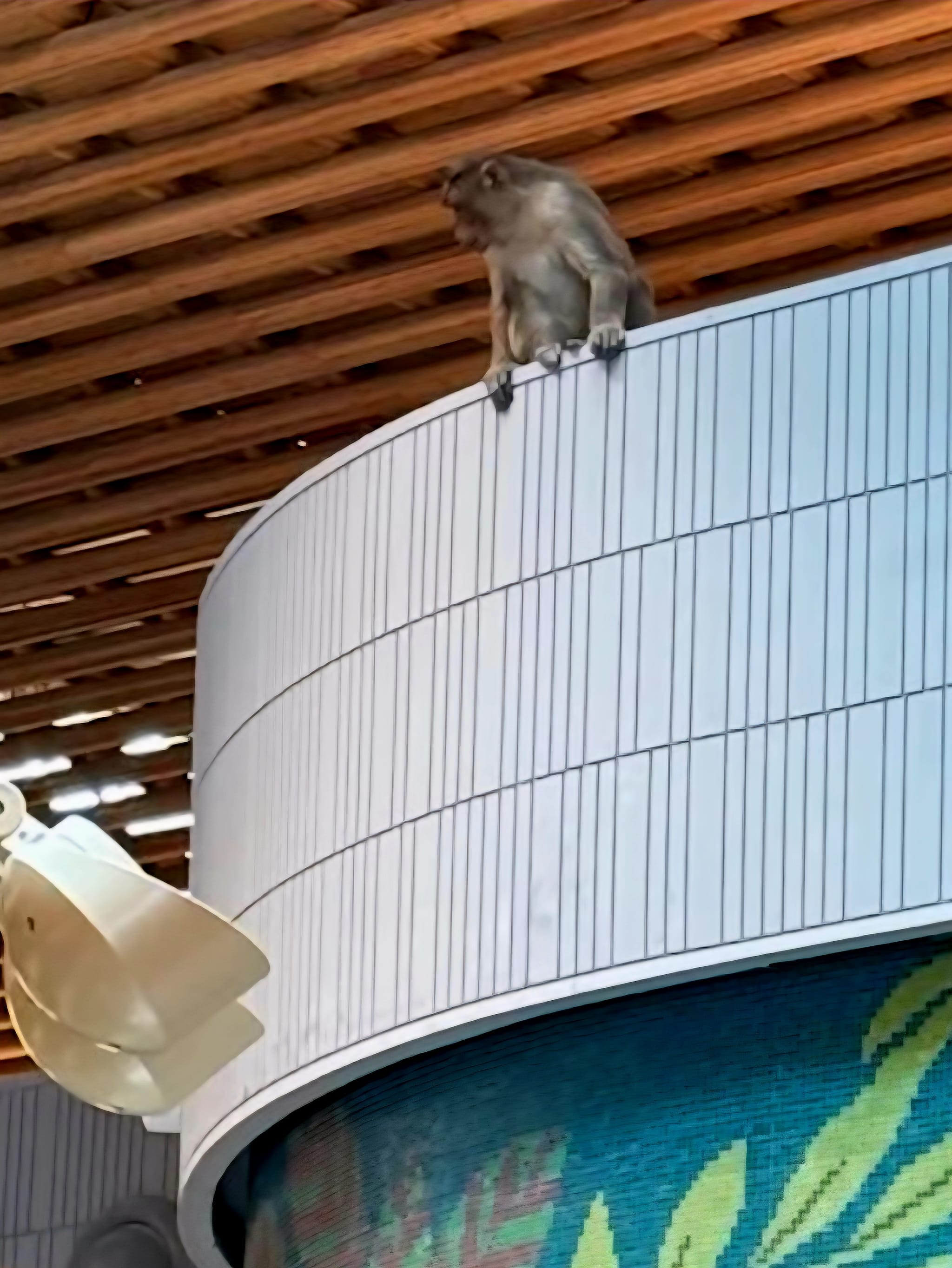 Monkeys sneak into Bengaluru airport’s swanky terminal 2, rescued