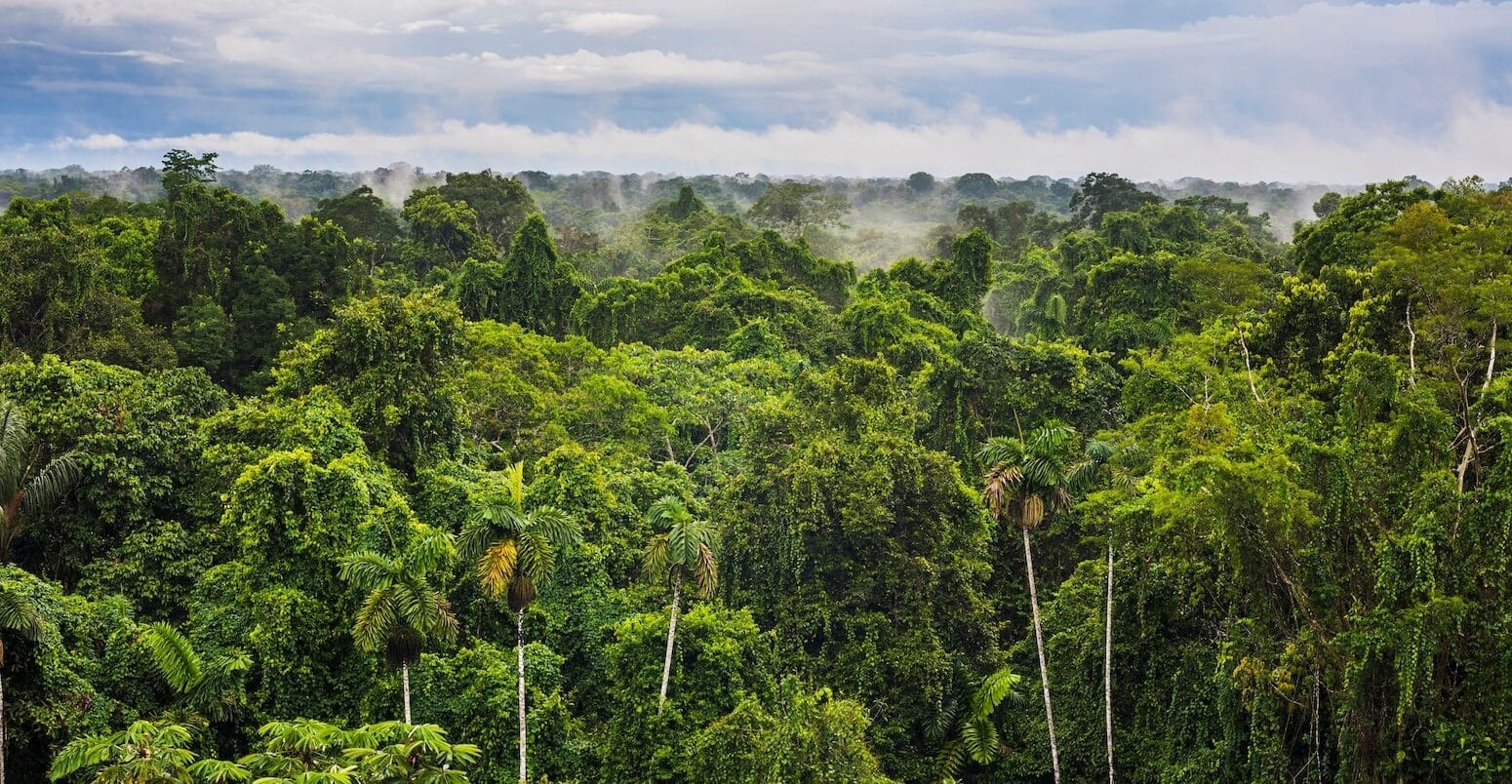 Brazil launches fund to reward nations that protect forests
