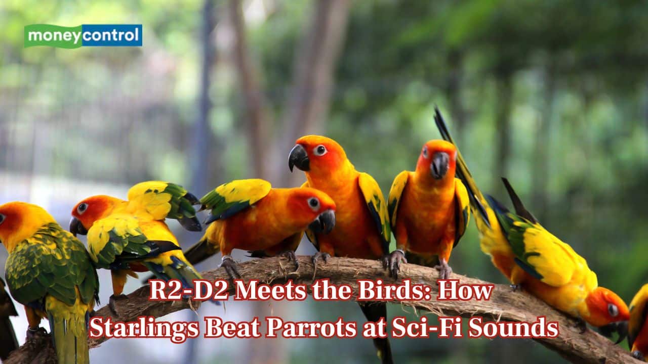 Birds vs Artoo-Detoo: How starlings beat parrots at galactic sound mimicry