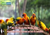 Birds vs Artoo-Detoo: How starlings beat parrots at galactic sound mimicry