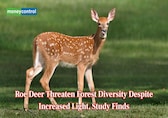 Light can’t save forest diversity from Hungry Roe Deer, research reveals
