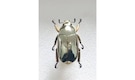 Chrysina Limbata: The shimmering beetle that reflects like a mirror