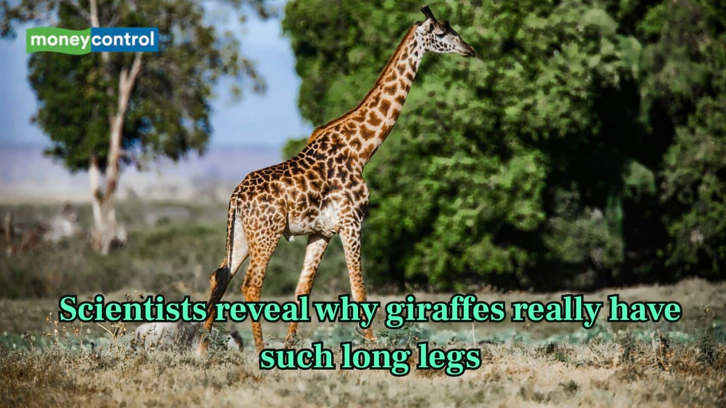 Scientists reveal why giraffes really have such long legs