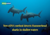 New eDNA method detects Hammerhead sharks in shallow waters