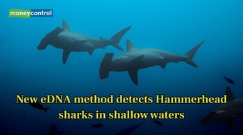 New eDNA method detects hammerhead sharks in shallow waters (Image: Canva)