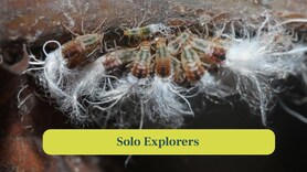 Beech Blight Aphids: The Boogie Woogie dancers of nature