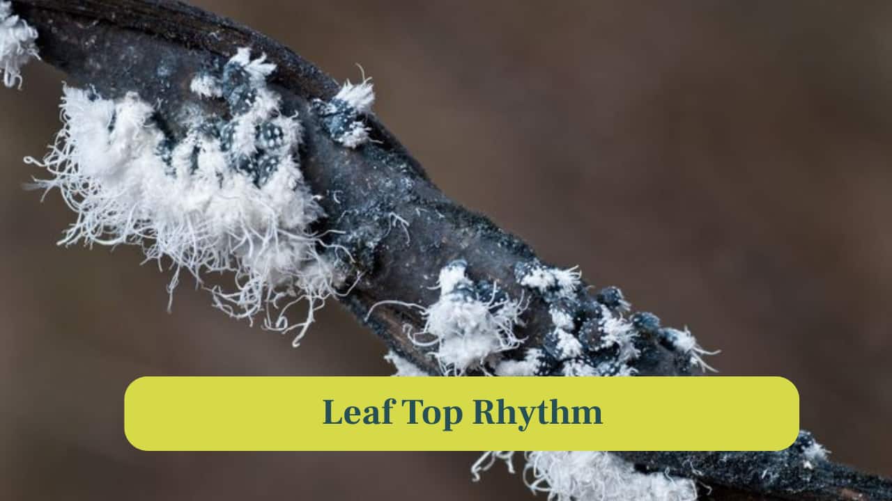 <strong>2. Leaf Top Rhythm:</strong> Aphids crawling over leaf surfaces leave subtle ripples. Their tiny movements maintain sap flow efficiency while keeping colony cohesion. (Image: Canva)
