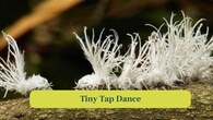 <strong>3. Tiny Tap Dance:</strong> Aphids are brilliant tap dancers. Their delicate legs move rhythmically as it anchors to the leaf surface. (Image: Canva)