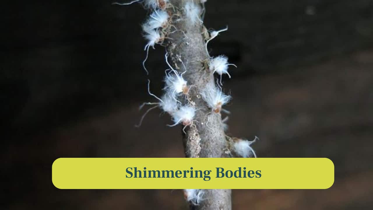 <strong>4. Shimmering Bodies:</strong> Sunlight illuminates aphid's pale and wax-covered bodies. Their semi-translucent appearance makes them resemble tiny snowflakes on green leaves. (Image: Canva)
