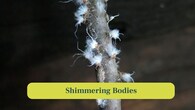 <strong>4. Shimmering Bodies:</strong> Sunlight illuminates aphid's pale and wax-covered bodies. Their semi-translucent appearance makes them resemble tiny snowflakes on green leaves. (Image: Canva)