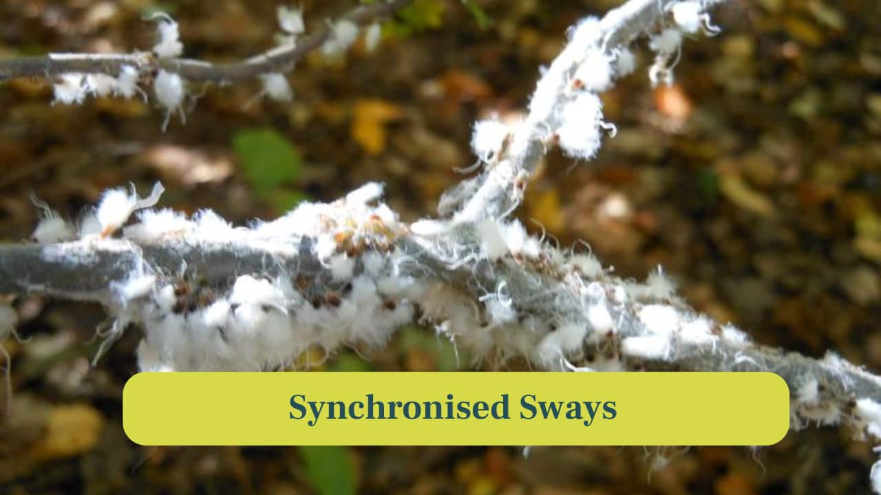 <strong>5. Synchronised Sways:</strong> Aphids sway and quiver in unison. These movements may signal nearby colony members about threats or food availability. (Image: Canva)