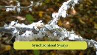 <strong>5. Synchronised Sways:</strong> Aphids sway and quiver in unison. These movements may signal nearby colony members about threats or food availability. (Image: Canva)