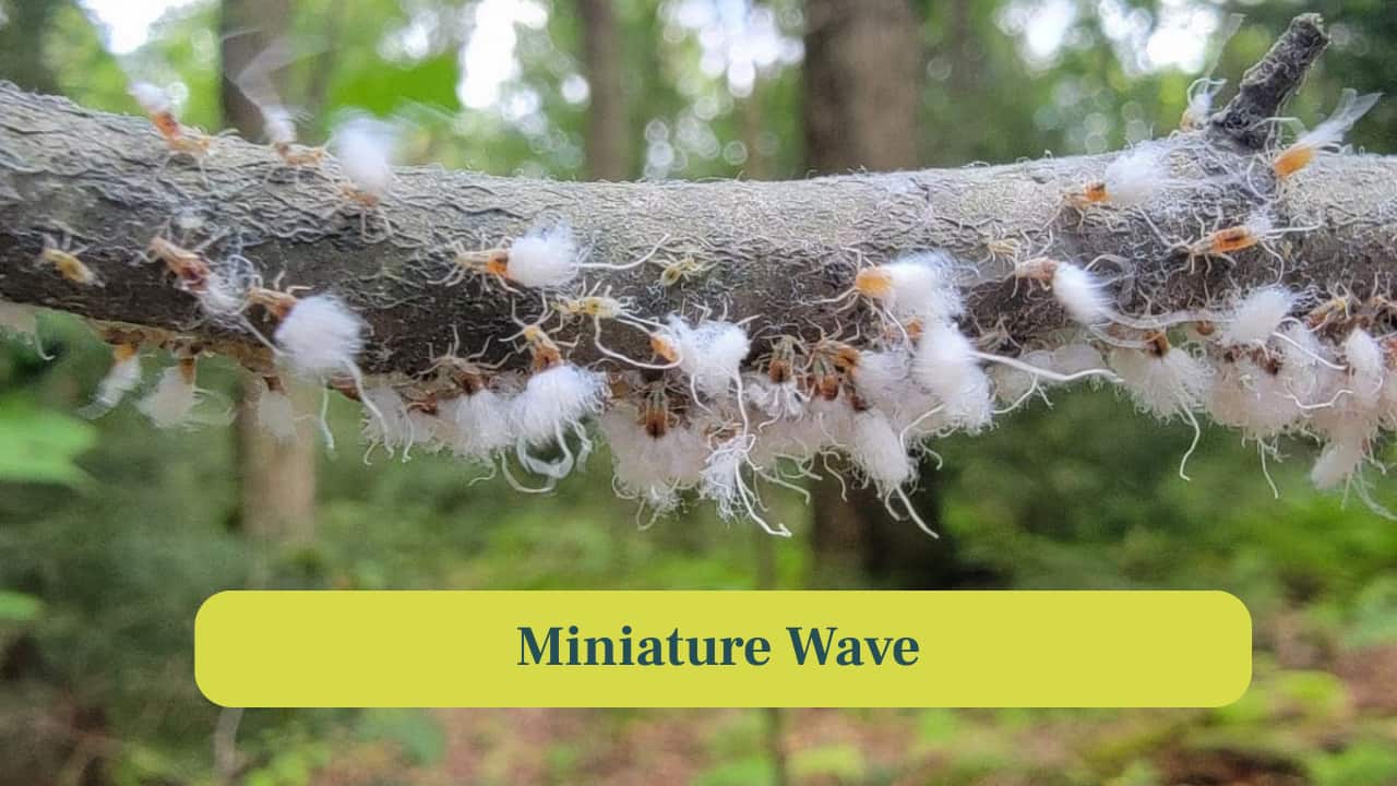 <strong>6. Miniature Wave:</strong> Many Beech Blight Aphids occupy leaf edges. Their rhythmic, wave-like motions ripple through colonies, creating a mesmerising miniature sea of movement. (Image: Canva)