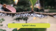 <strong>7. Aphid Colony:</strong> Beech Blight Aphids gather on beech leaves, forming dense clusters. Their tiny waxy bodies cling tightly while feeding on sap. (Image: Canva)