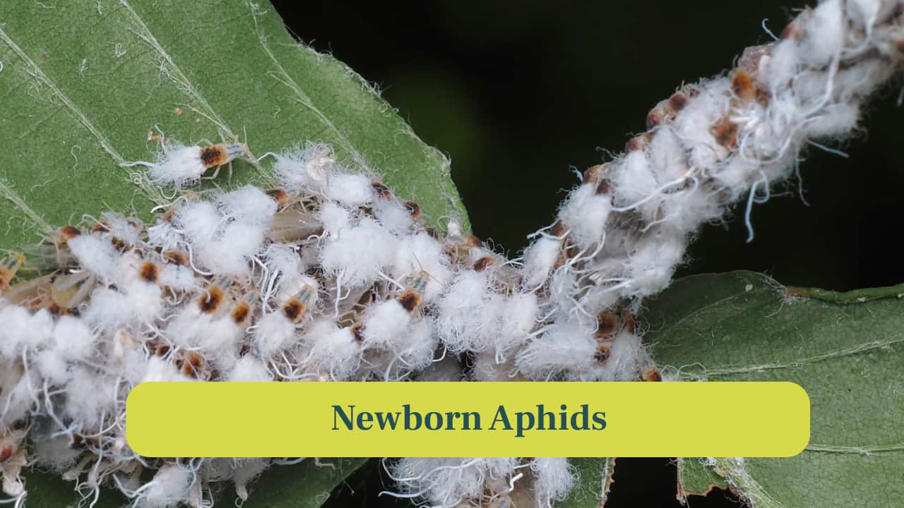 <strong>8. Newborn Aphids:</strong> Young aphids are born live in the colony. Their instinctive movements demonstrate innate behaviour and help integrate them quickly into the group. (Image: Canva)