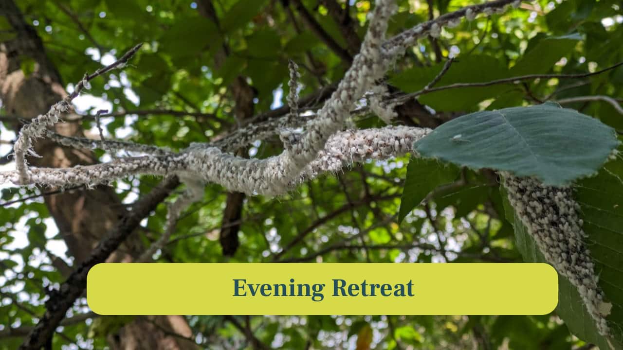 <strong>9. Evening Retreat:</strong> As daylight fades, aphids slow movement and cluster tightly. The colony rests, conserving energy for the next day of feeding. (Image: Canva)
