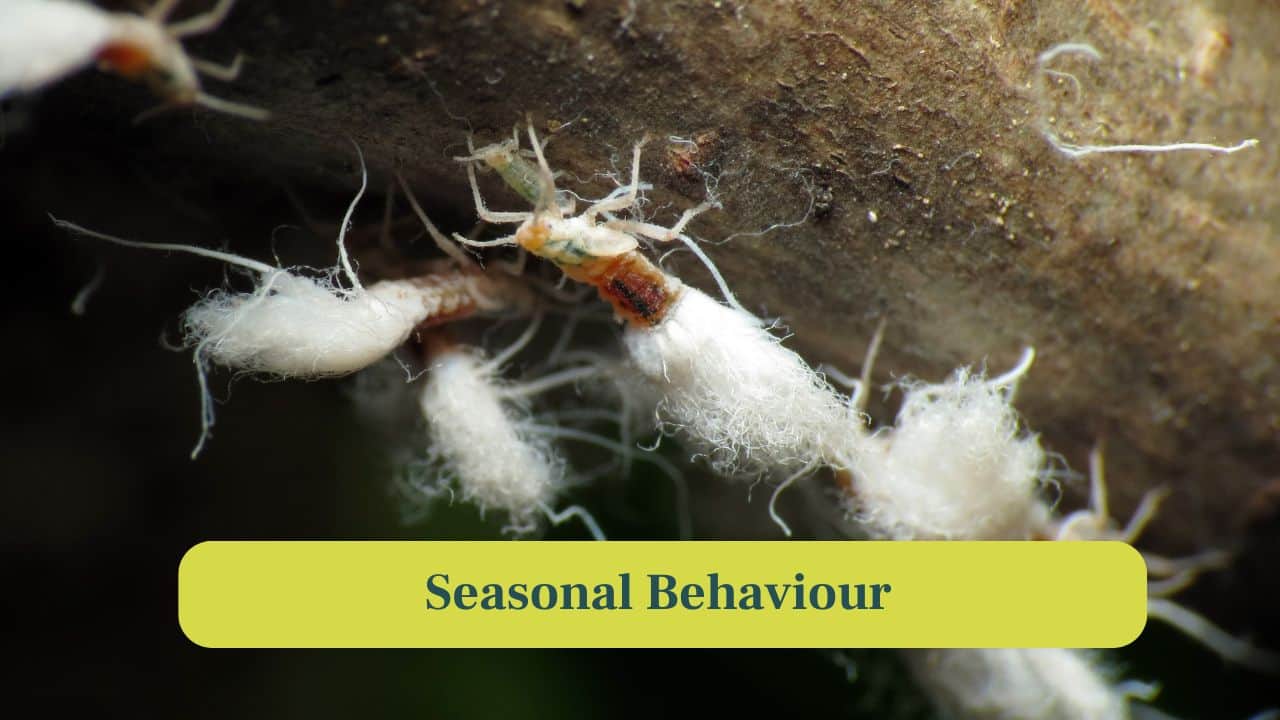 <strong>10. Seasonal Behaviour:</strong> Aphid activity shifts with seasons. Cooler or drier conditions slow movements, while summer abundance increases colony density and activity. (Image: Canva)