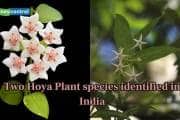 Biologists discover two rare Hoya plant species in Arunachal Pradesh Biologists discover two rare Hoya plant species in Arunachal Pradesh