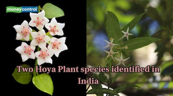 Two Hoya Plant species identified in India (Image: Canva)
