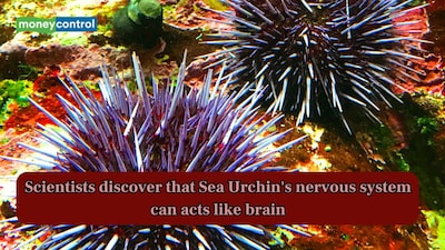 Scientists discover that Sea Urchin's nervous system can acts like brain