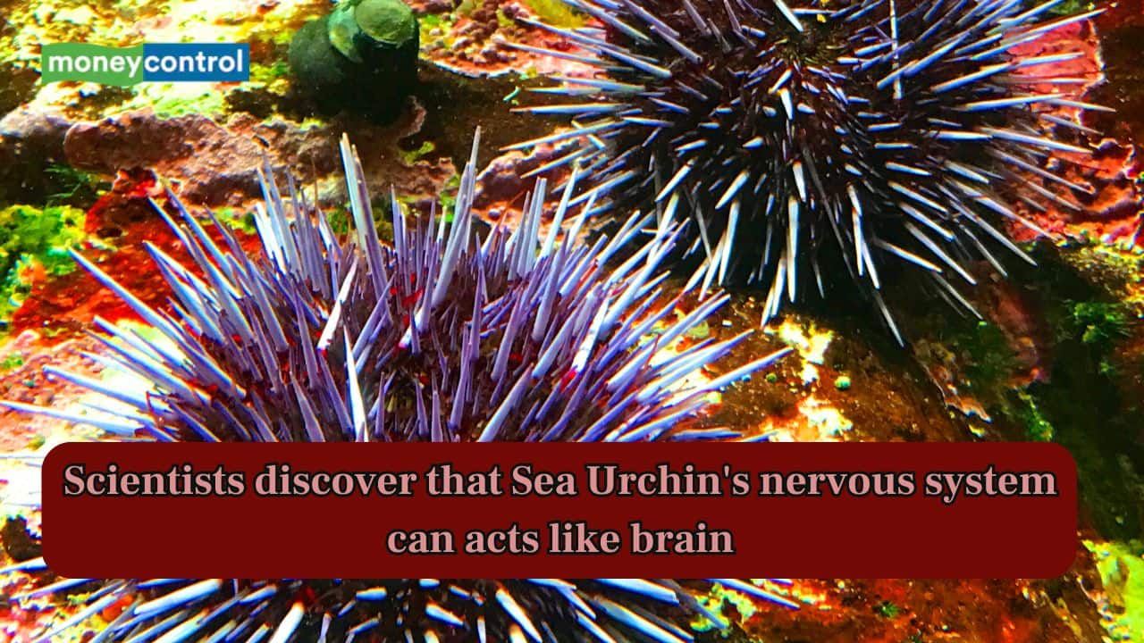 Scientists discover that Sea Urchin's nervous system can acts like brain