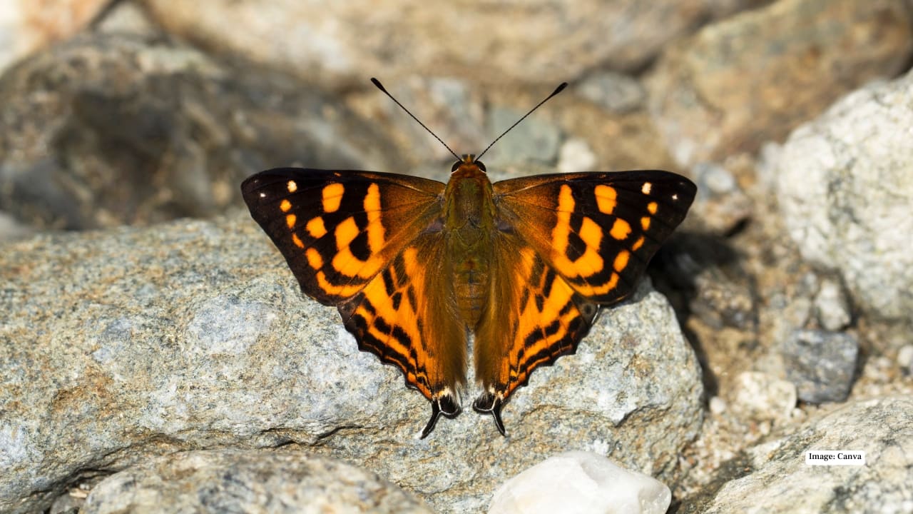 3-day Namdapha Butterfly Festival 2025 to be held from Nov 26 in Arunachal Pradesh — all you need to know