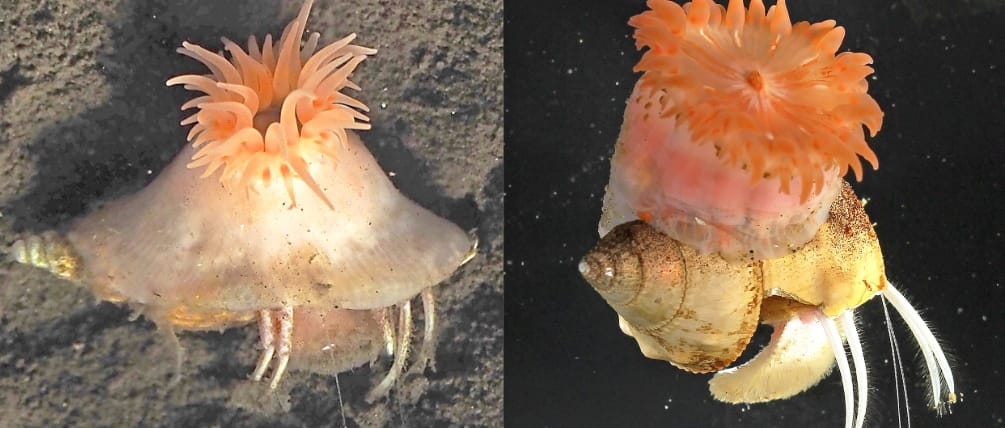 Scientists discovered a pink sea anemone that builds protective shells for crabs