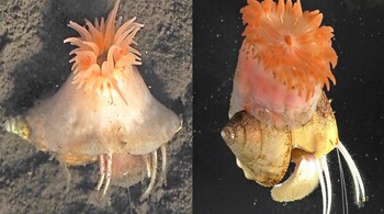 Pink sea anemone that builds homes for hermit crabs (Image: Kumamoto University)