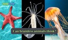 Science behind how “brainless” animals think and learn