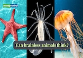 Science behind how “brainless” animals think and learn