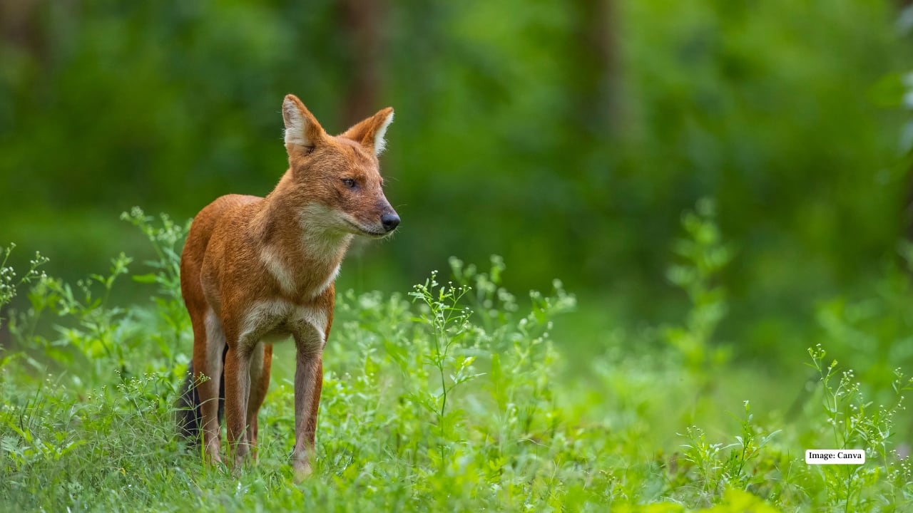 1. Bandipur National Park, Karnataka In the misty forests of Bandipur, dawn breaks to the sound of cicadas and the distant call of peacocks. It’s here, amid the teak and sandalwood trees, that the dhole thrives. Often spotted trotting confidently along jeep tracks or resting in shady clearings, they’re quick, clever, and utterly captivating to watch. What else to see: Elephants, gaurs, leopards, sloth bears, and over 200 bird species, including crested serpent eagles and parakeets.