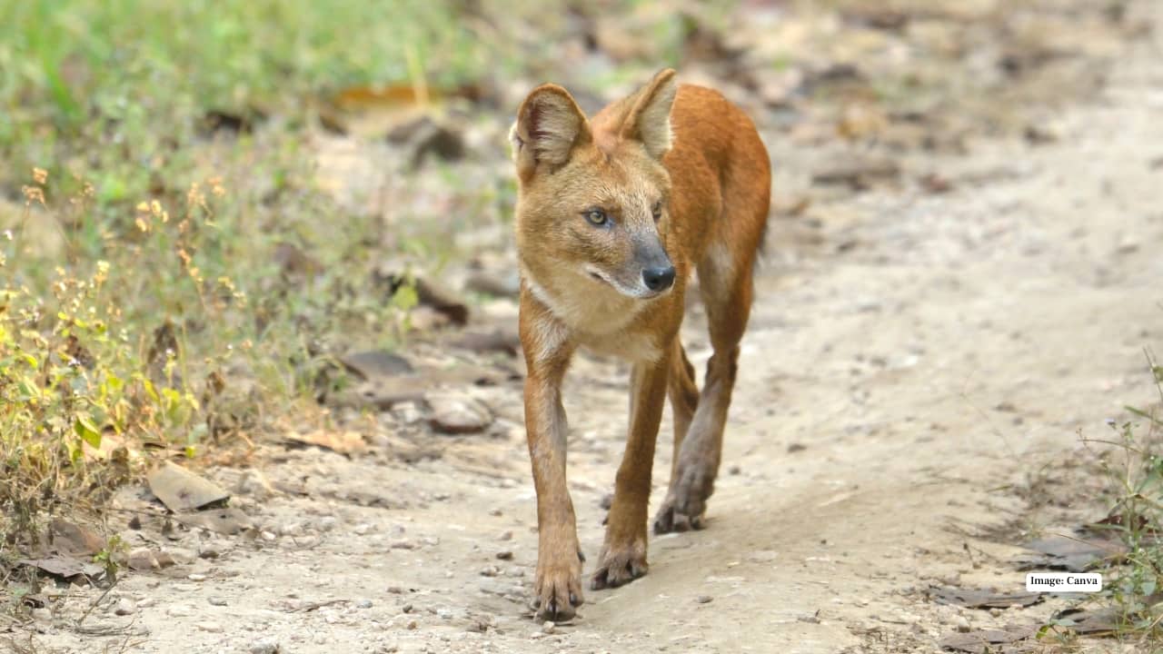 2. Tadoba Andhari Tiger Reserve, Maharashtra Tadoba may be known as tiger country, but those who’ve spent enough time here know better — it’s dhole territory too. The red hunters are often seen darting through bamboo thickets or playfully splashing by Tadoba Lake. What else to see: Tigers, leopards, sambar deer, and mugger crocodiles basking by the lake. Early mornings offer the best chances for both tiger and dhole sightings.