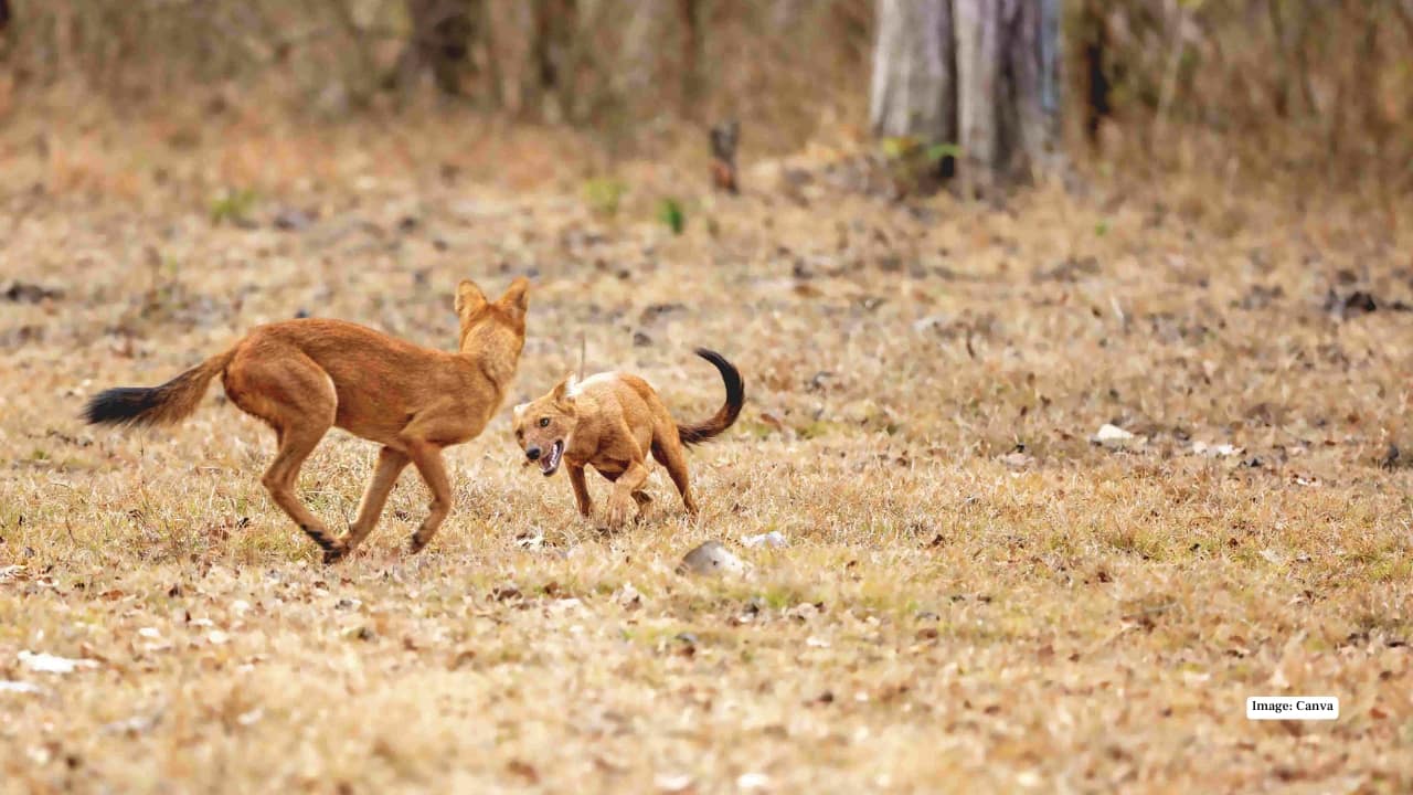 3. Nagarhole National Park, Karnataka Part of the Nilgiri Biosphere Reserve, Nagarhole is where the wild feels truly alive. The Kabini backwaters shimmer under golden light, elephants gather in herds, and somewhere between rustling leaves, a dhole pack might appear, moving in perfect formation. What else to see: Asiatic elephants, spotted deer, leopards, and even black panthers if you’re lucky. The park is a wildlife photographer’s paradise.
