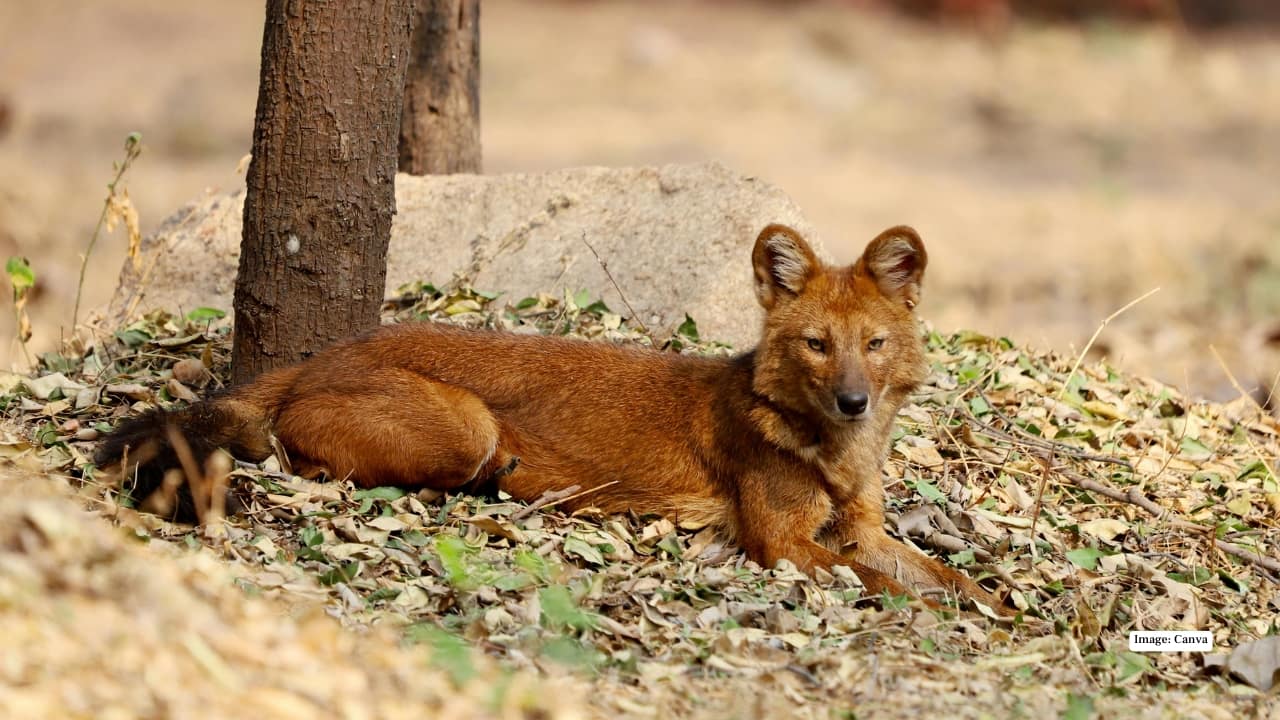 5. Pench National Park, Madhya Pradesh–Maharashtra Border Rudyard Kipling’s The Jungle Book comes alive in Pench — and so do its real-life characters. The dholes here are bold, efficient hunters, often seen during morning safaris as the forest stirs to life. What else to see: Leopards, jackals, tigers, civets, and a vibrant array of birdlife including hornbills and drongos.