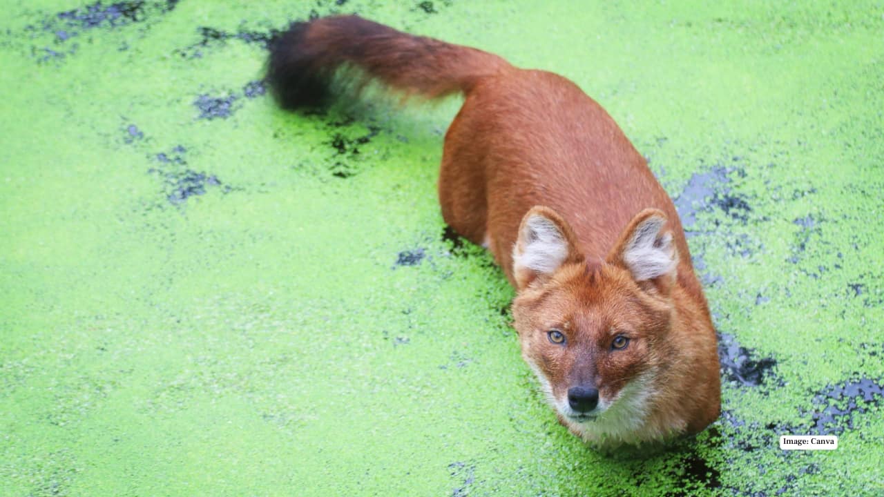 7. Bandhavgarh Tiger Reserve, Madhya Pradesh Bandhavgarh, with its ancient forts and dense bamboo groves, is tiger territory — but it also hides another secret. A small population of dholes thrives here, often spotted near grasslands and waterholes. What else to see: Tigers, leopards, nilgai, and a wide variety of birds. The scenic ruins of Bandhavgarh Fort add a mythical charm to your safari experience.