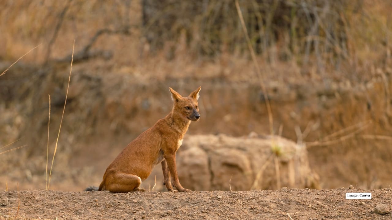 With their russet coats, fan-shaped tails, and piercing whistles, dholes move through the forest like flames in motion. Spotting a pack on the prowl — tails raised, eyes glinting, communication perfectly choreographed — is a moment that can rival any tiger sighting. Here are seven national parks in India where these red-coated hunters still roam free.