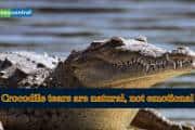Crocodile tears are natural, not emotional-Here is what study says