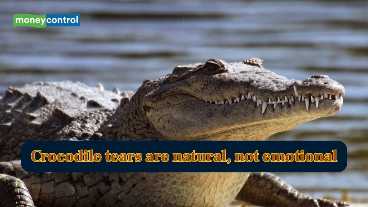 Crocodile tears are natural, not emotional-Here is what study says
