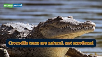 Crocodile tears are simply biological actions (Image: Image)