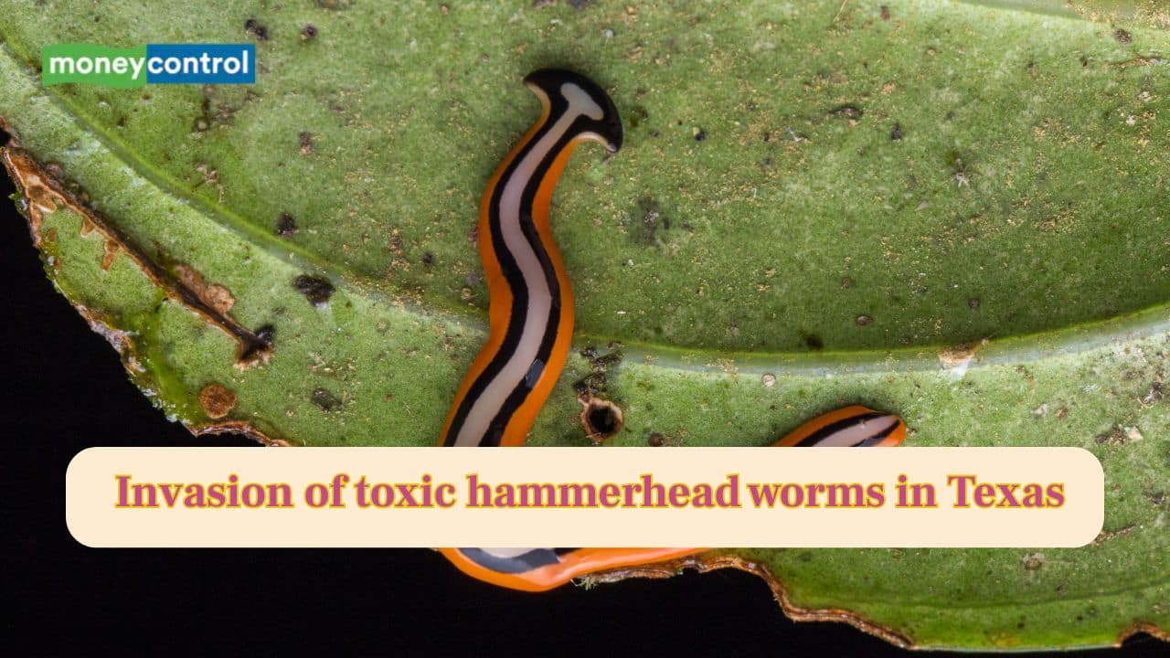Residents of Texas faces invasion of toxic hammerhead worms, authorities advise caution