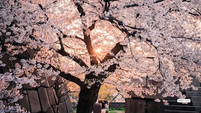 4 stunning places to see cherry blossoms in India right now!