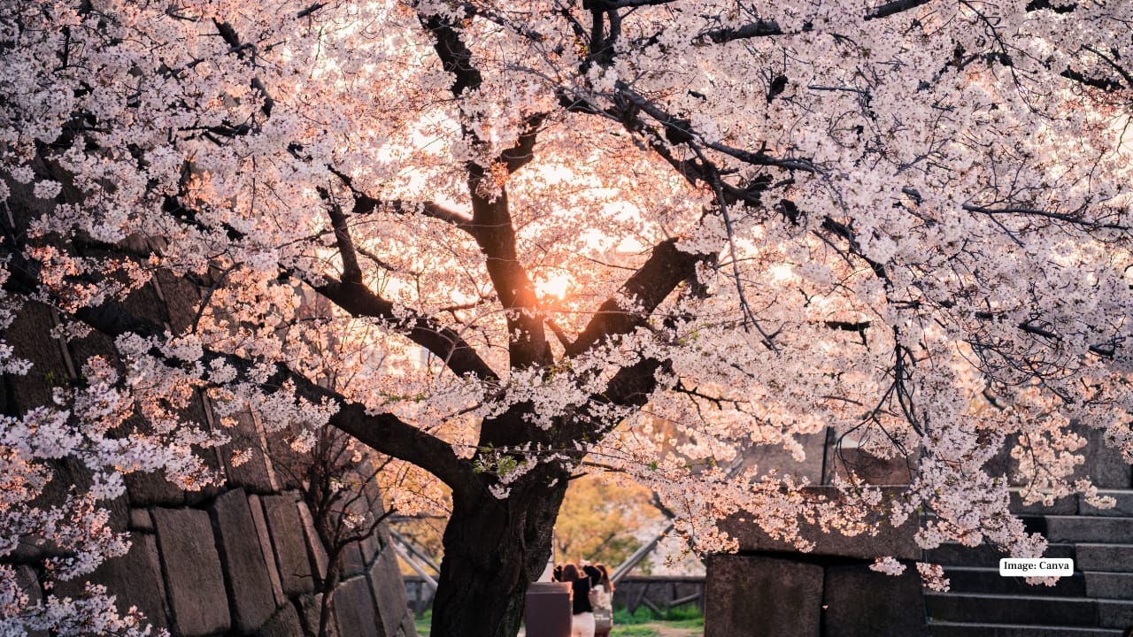 4 stunning places to see cherry blossoms in India right now!