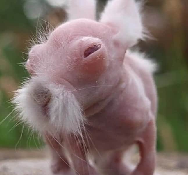 Internet goes wild for the “Kung Fu Rabbit”, here is why it's unique