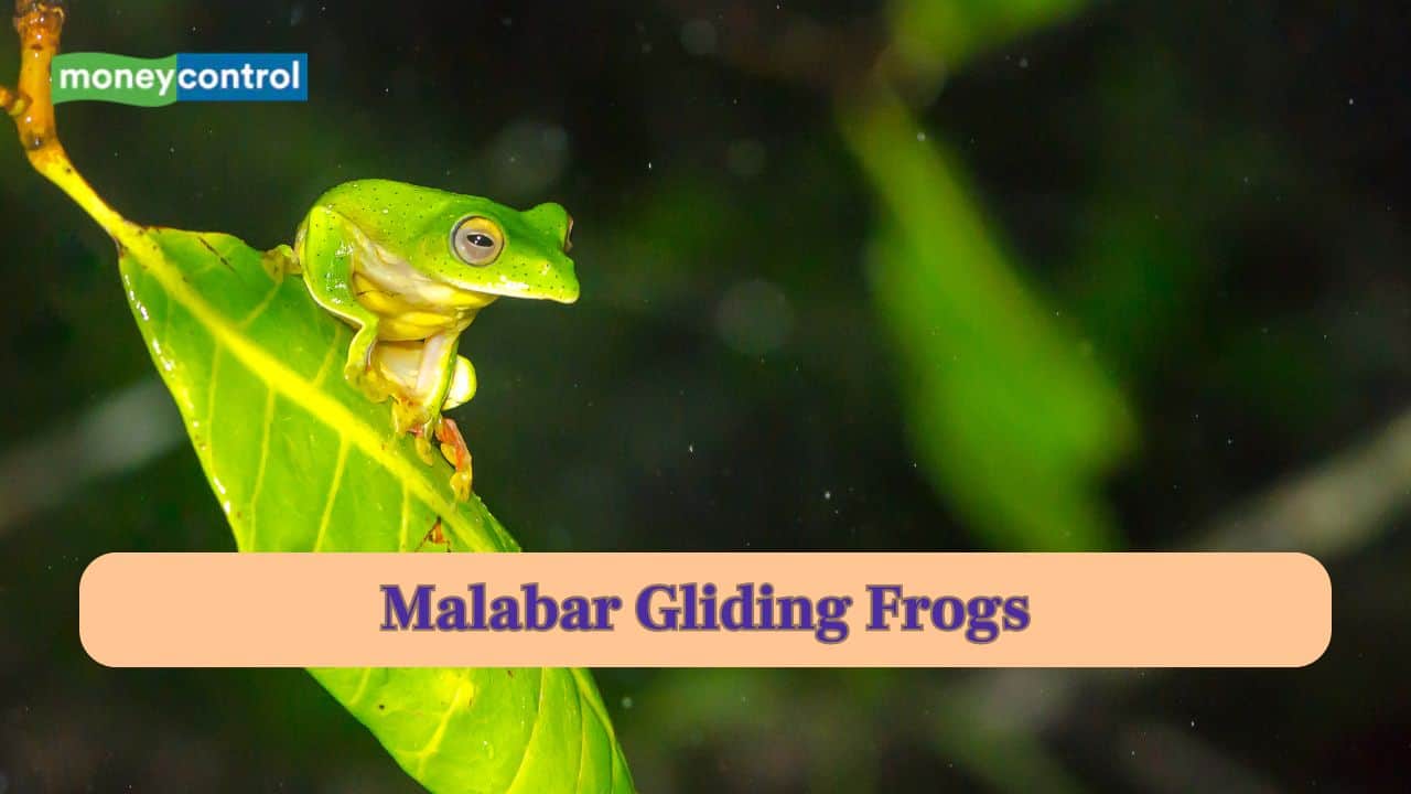 Malabar Gliding Frogs: Frogs that makes a foamy nest for its young ones